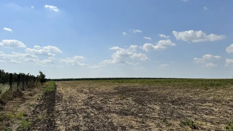 На Кіровоградщині ветеран заявляє про збитки через незаконно встановлену кочову пасіку