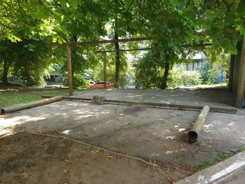 П’ятирічний хлопчик з Кропивницького дивом відновився після важких травм