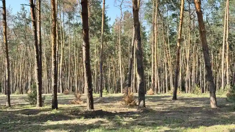 У лісопарку “Сосновий” у Кропивницькому засохла третина нових дерев: дендролог назвав причини