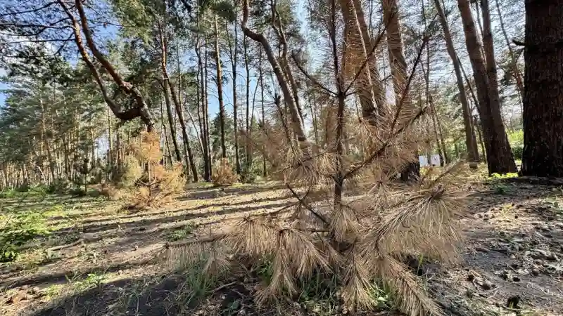 У лісопарку “Сосновий” у Кропивницькому засохла третина нових дерев: дендролог назвав причини