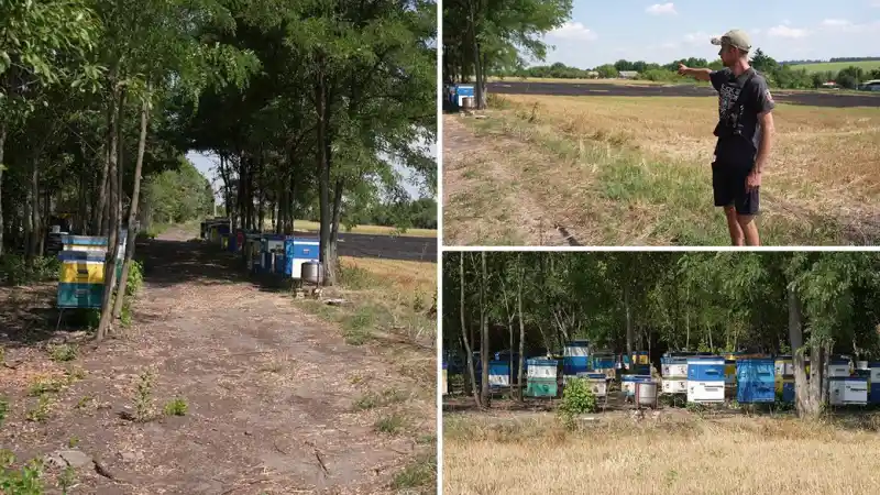 На Кіровоградщині ветеран заявляє про збитки через незаконно встановлену кочову пасіку