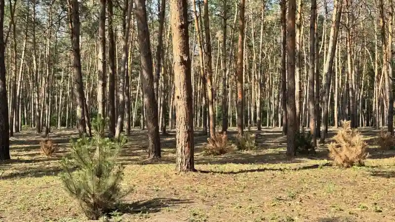 У лісопарку “Сосновий” у Кропивницькому засохла третина нових дерев: дендролог назвав причини